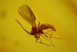 Detailed Fossil Fungus Gnat (Mycetophilidae) In Baltic Amber #170070-1